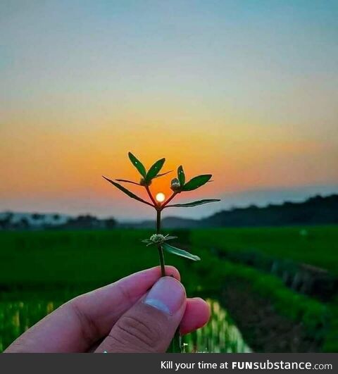 Dancing in the sunlight