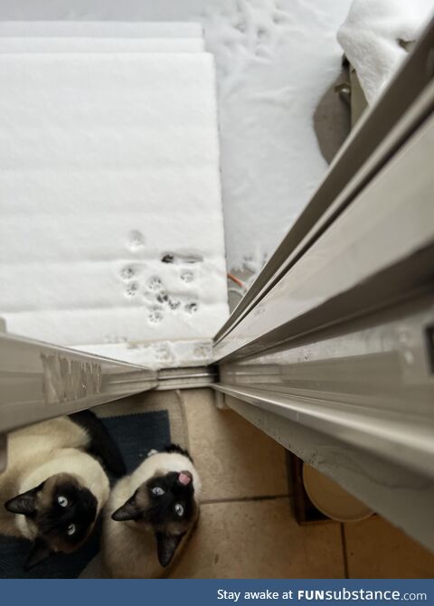 Jonsey and Reilly letting us know exactly what they think of this weather