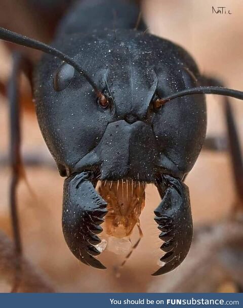 This amazing macro shot reveals the stunning details of an ant’s face. Photo Credit:
