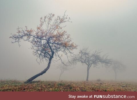Gloomy day in an orchard (OC)