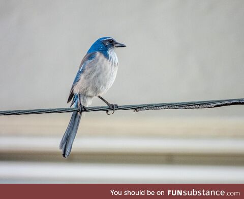 California Scrub Jay looking fierce on the power line