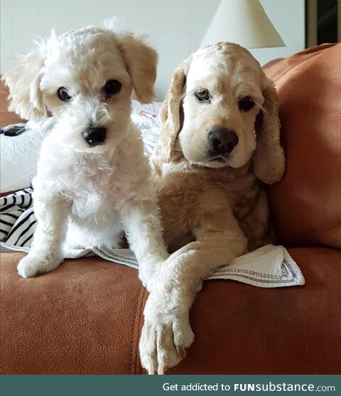 Look at this tough guy and his accomplice