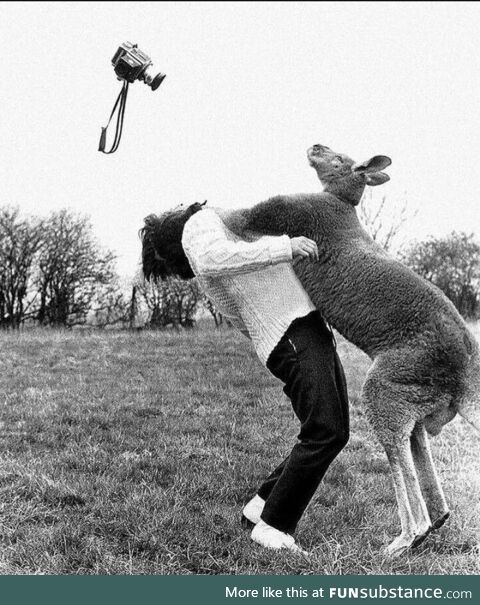 Photographer, John Drysdale, getting punched in the face by a kangaroo, 1962. After which