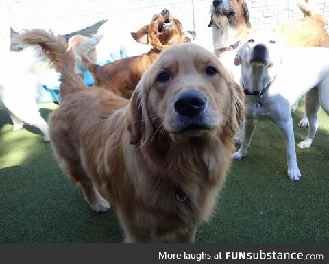 The doggie daycare sent us a pic of our golden retriever to let us know how he was doing