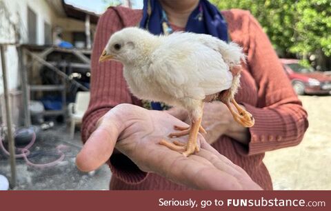 A chick with four legs. Turkiye Hatay
