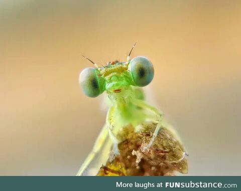 Damselfly posing perfectly for the photo