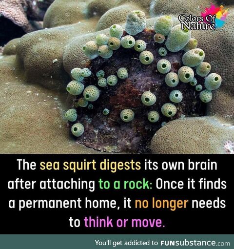 Disabling dangerous zealous