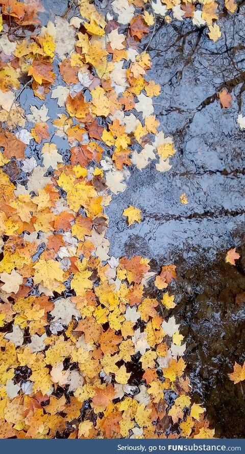 Happy fall all!! Took this last year and was pleasantly surprised. Hope you guys like it!