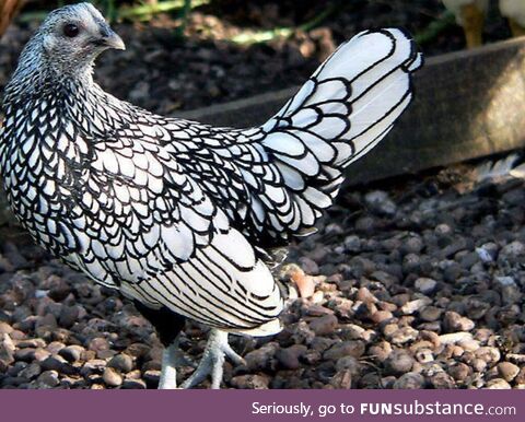 This chicken needs to be colored in