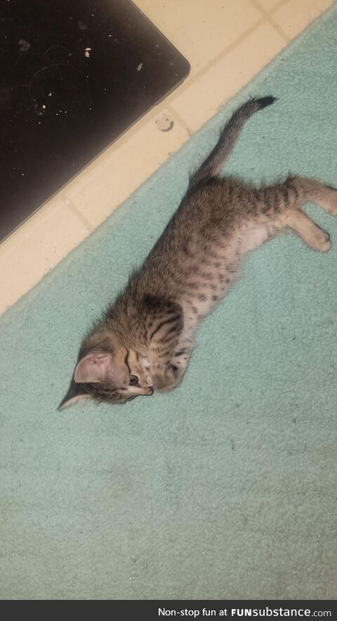 [OC] found stuck near the gas tank of a car. Meet tank