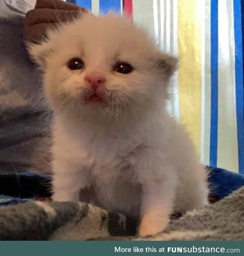 Wasabi stands accused of being adorable, what say the jury?