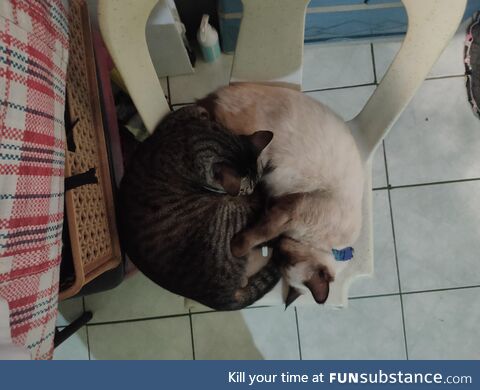 The Yin and yang ( cat version )