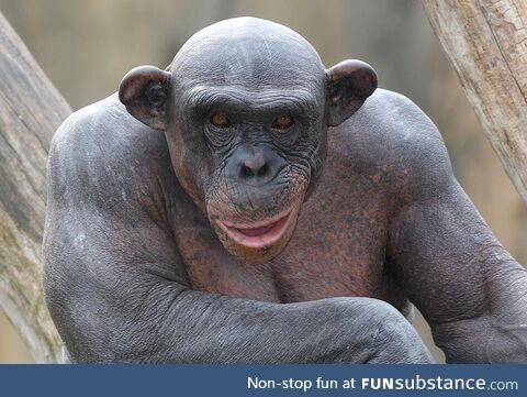 Chimps share 98.8 percent of their DNA with humans. This one is hairless