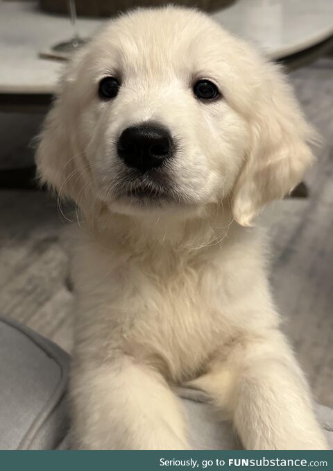 We got a new puppy today!