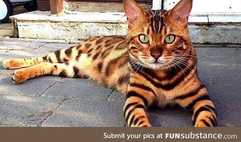 Bengal cat : Cutest kitties