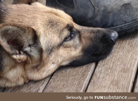 Georgia the German Shepard