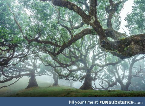 Madeira island, portugal