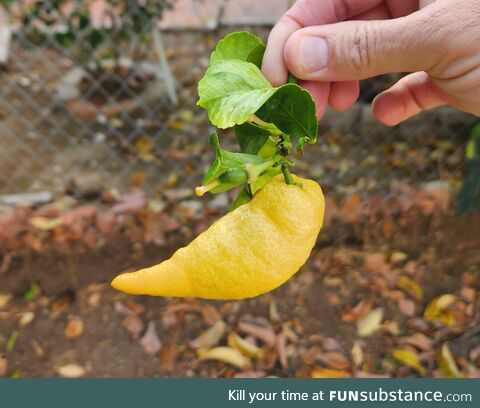 So that's where lemon pepper comes from