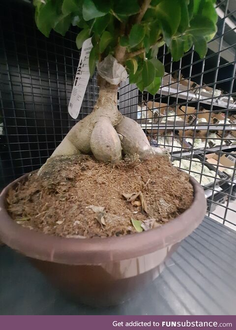 We had a thicc ass and now we've got a fat chode