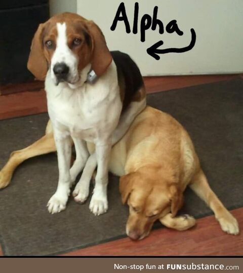 How to spot the Alpha