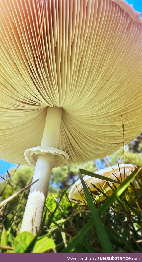Woohoo! Mushroom season starting in Australia!