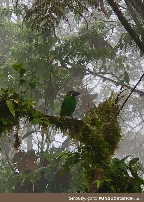 Spirit of the Cloud Forest, Ecuador