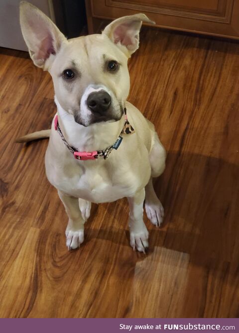 Liberty saying hi in her perfect sit!!