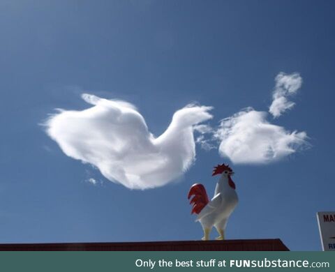 The Chicken and the Rooster