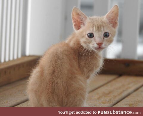 New camera, new kitten :)