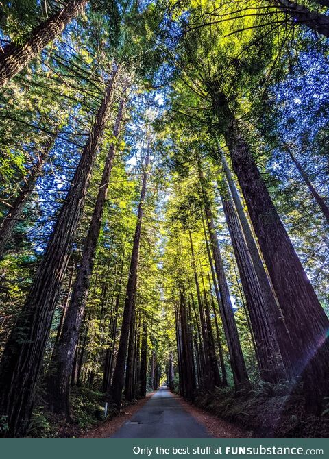 Wonder Stump Rd. Near the California and Oregon border on the coast