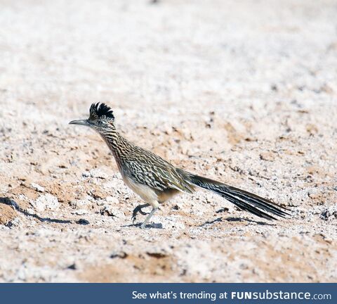 Greater roadrunner . Las vegas