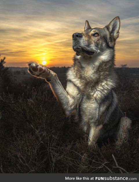 [OC] Czechoslovakian wolfdog Orco - professional dog model