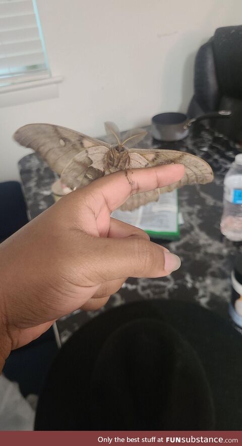 We had a moth fly into our apartment