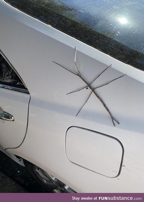 Found this big stick insect on our car! What a beauty