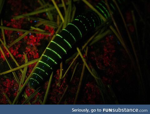 A new species of bioluminescent earthworm has been discovered in Japan
