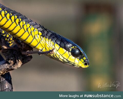Boomslang (Dispholidus typus), dangerously venomous