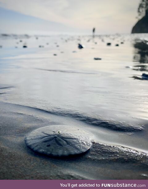 A small beach on the California coast