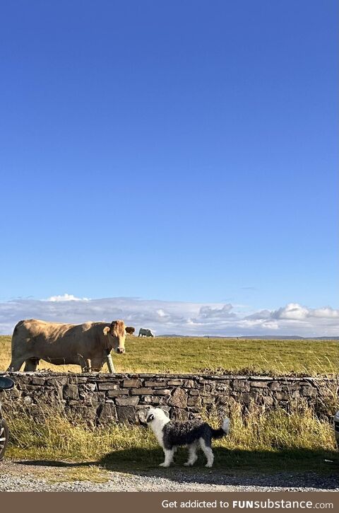 Sligo, Ireland, yesterday