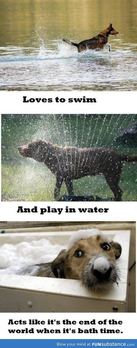 Dog logic