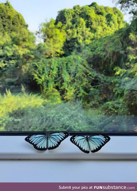 Two butterflies sitting on the window, enjoying the view