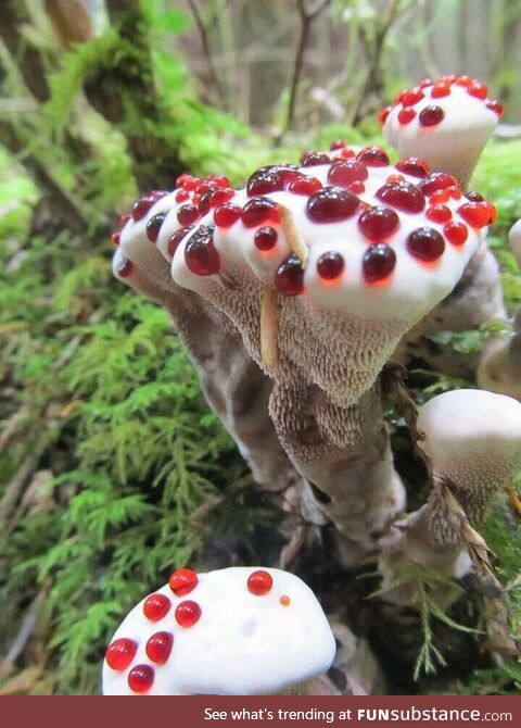 Very pretty Bleeding tooth fungus, it is not toxic but not eaten very much because it is