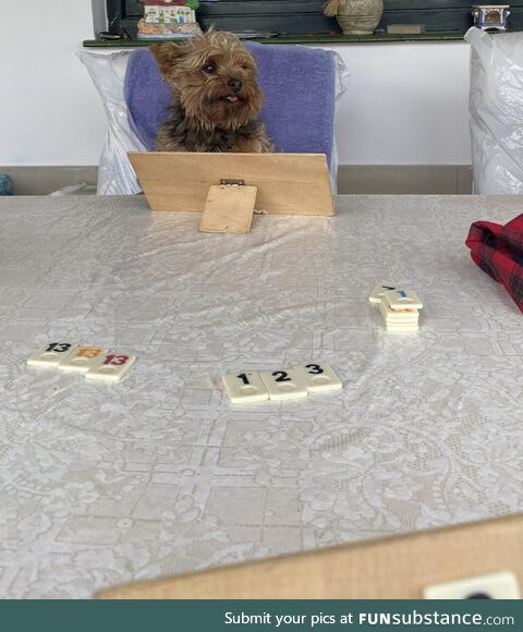 Hoomans thinking I’m too cute to cheat