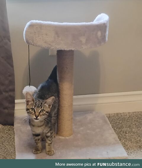 A kitten I found stuck in blackberry bushes I rescued. Named her Dewberry