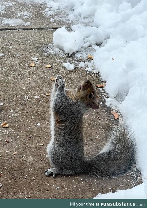 Not sure why this squirrel is praying