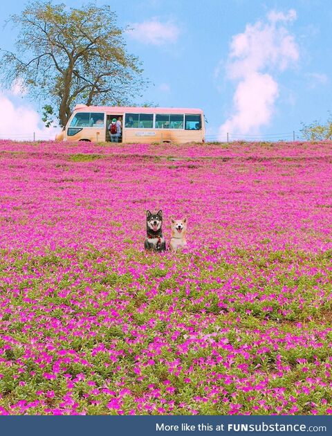 Dogs Posing in Chiba, Japan