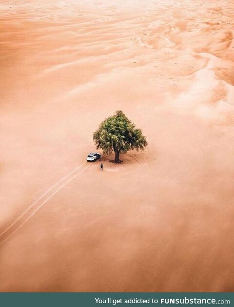 A lone tree in the middle of Dubai's desert