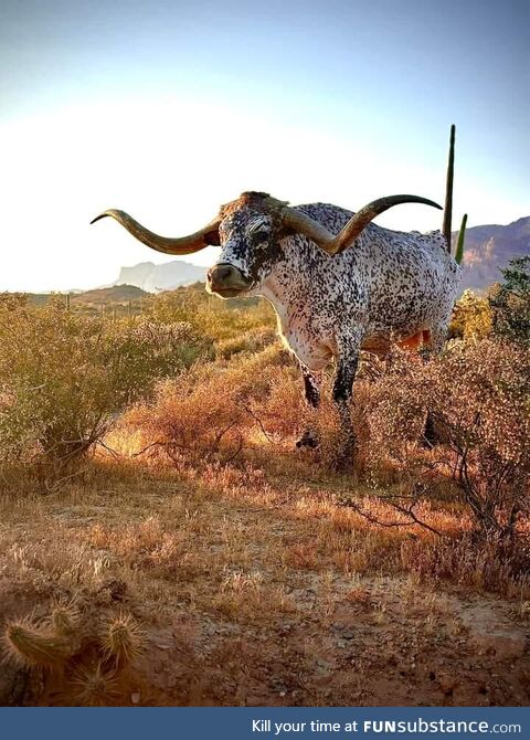 Came up on this gorgeous longhorn grazing on the outskirts of the Superstition mountains