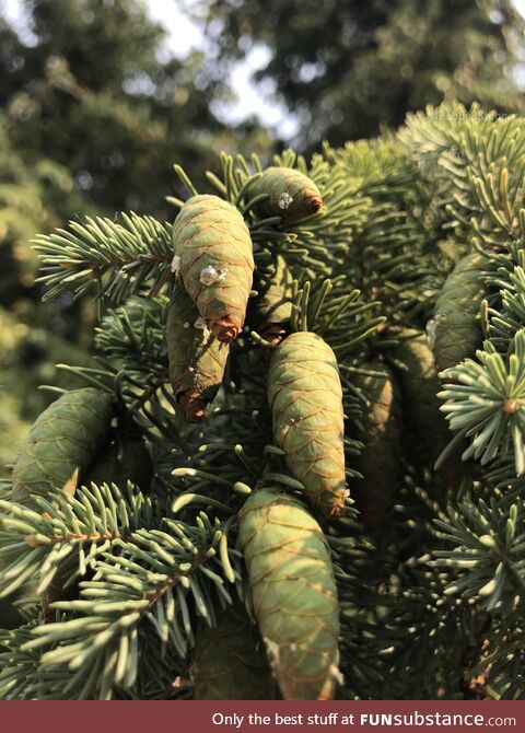 [OC] Pinecones in the morning (iPhone 7)