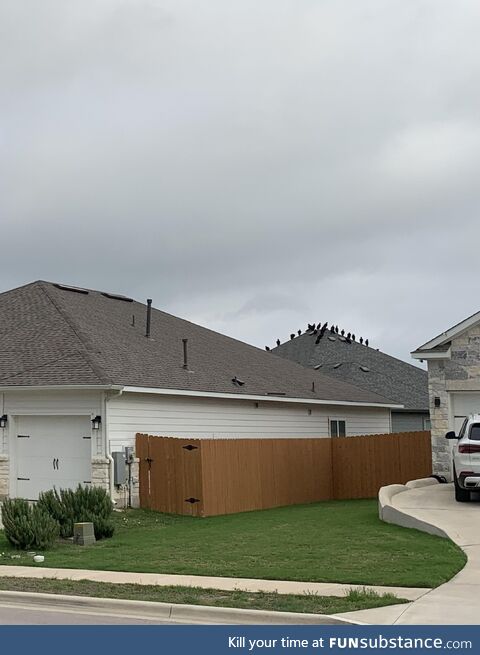 [OC] This house in my neighborhood had a bunch of vultures on it today