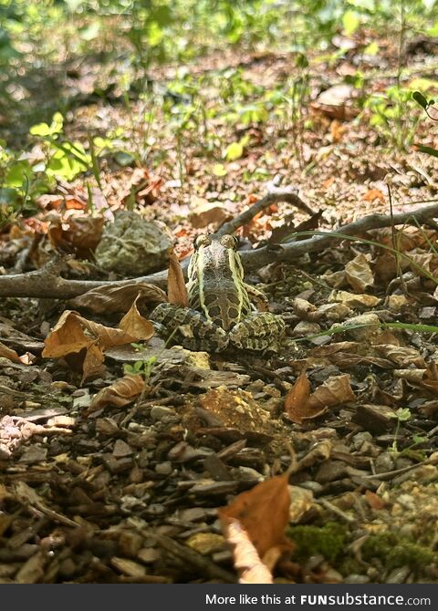 Pic I took of a toad friend the other day while weeding